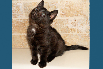 merlinphotoformatted